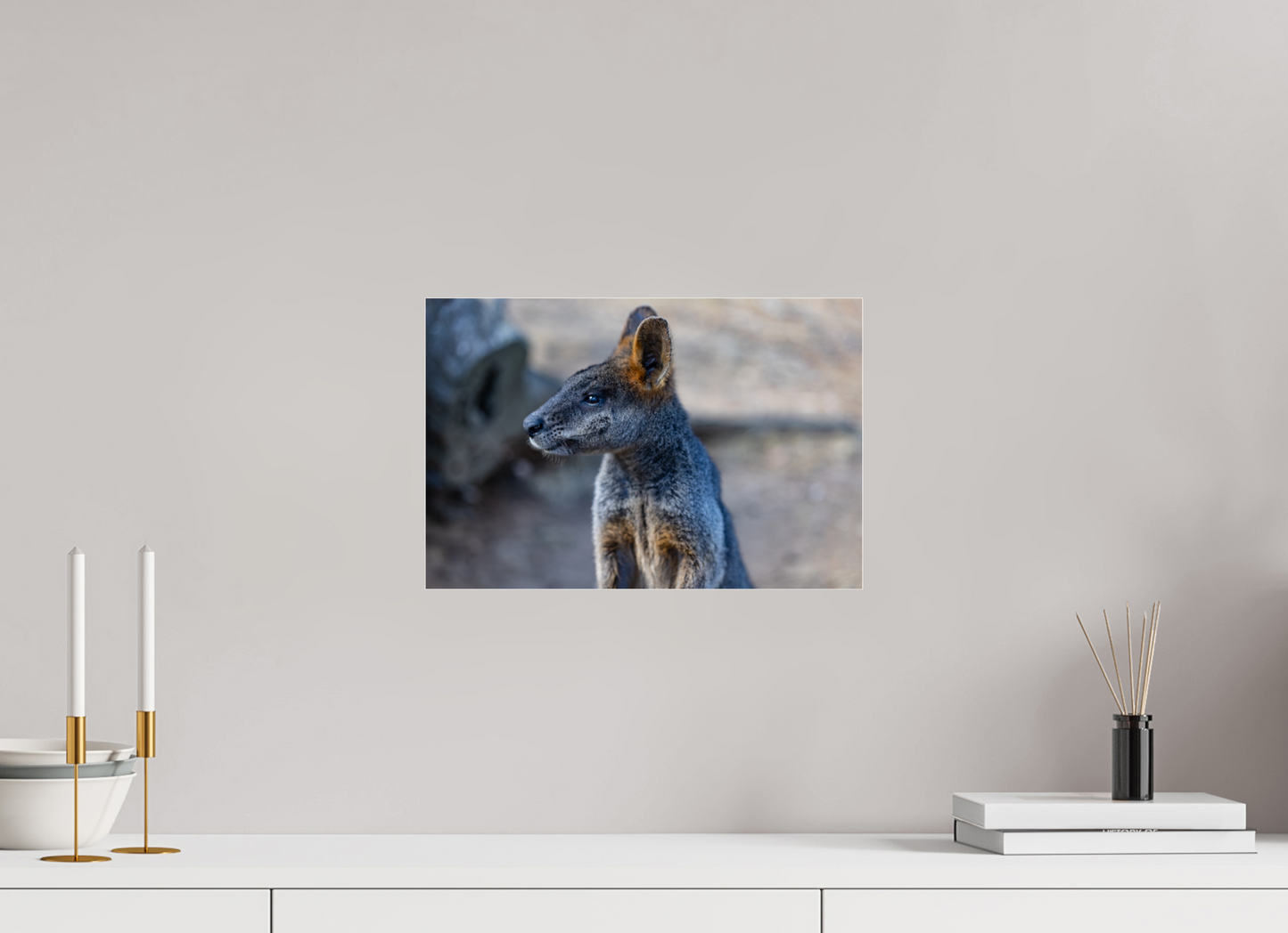 Wallaby Austraila