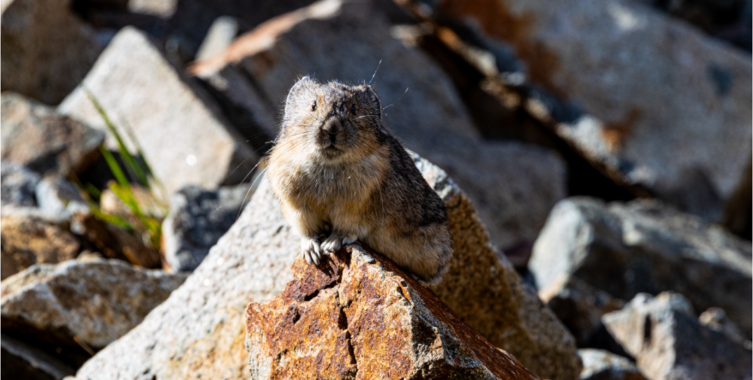 Pika Yellowstone