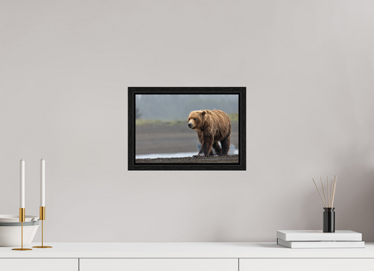 Costal Brown Bear