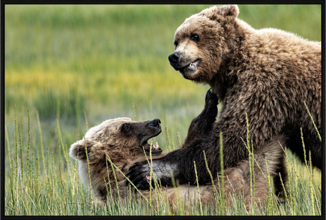 Bears Playing