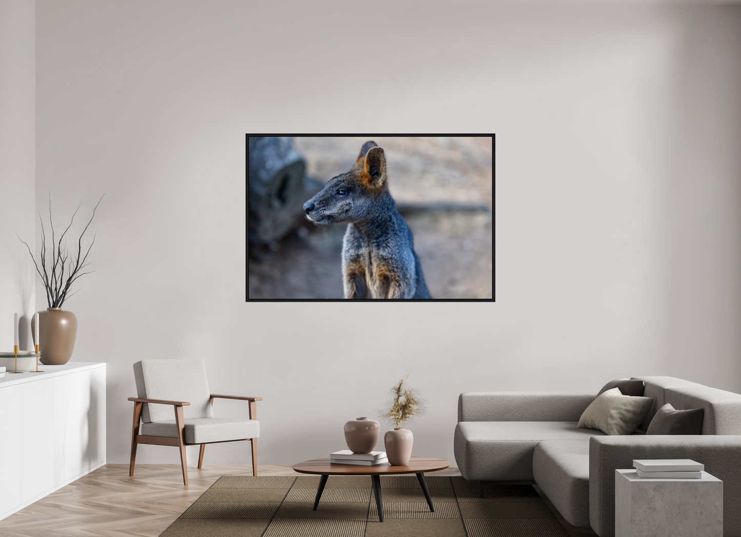 Wallaby Austraila