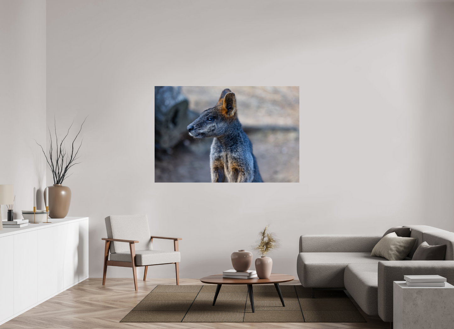 Wallaby Austraila