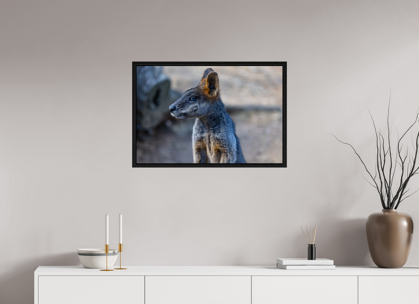 Wallaby Austraila