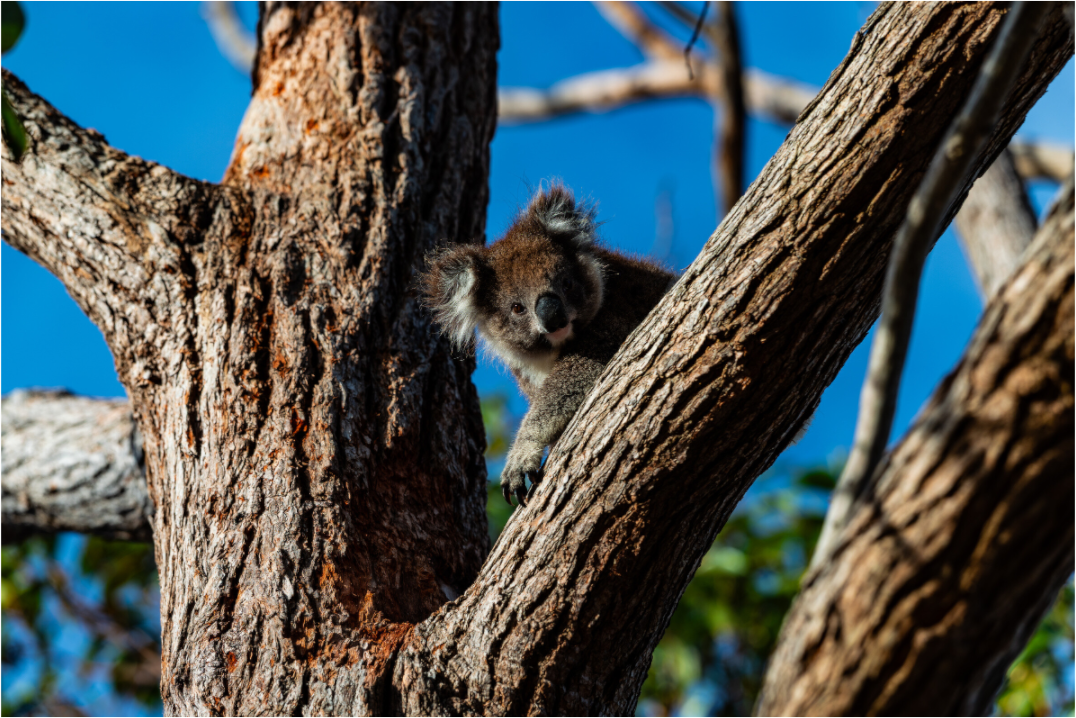 Koala