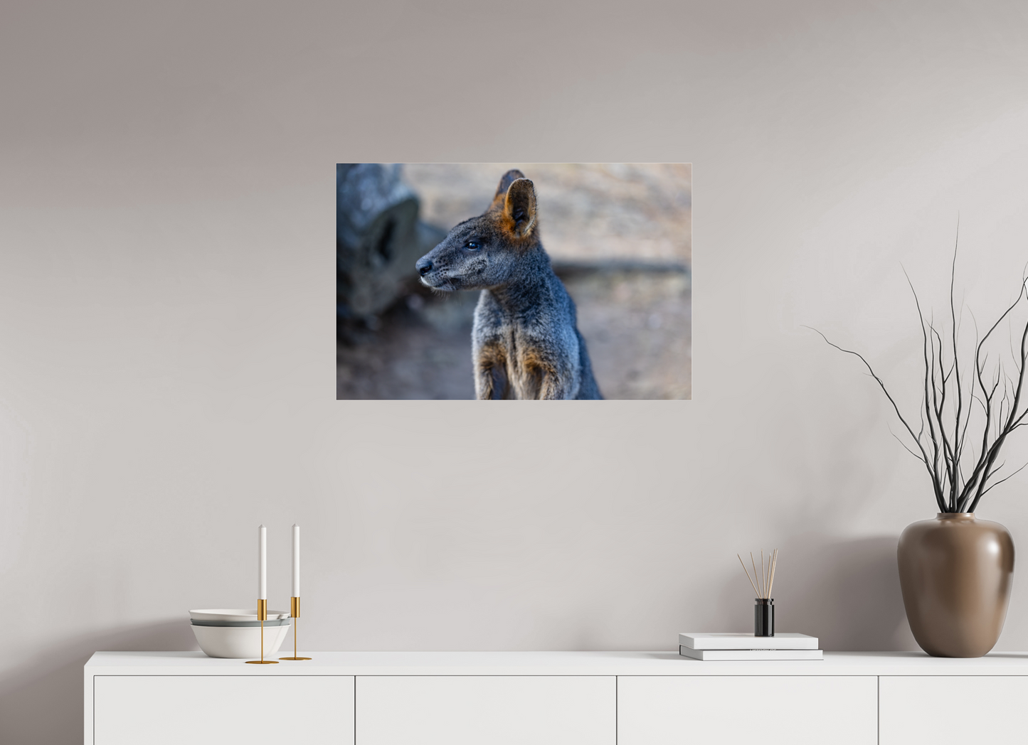 Wallaby Austraila