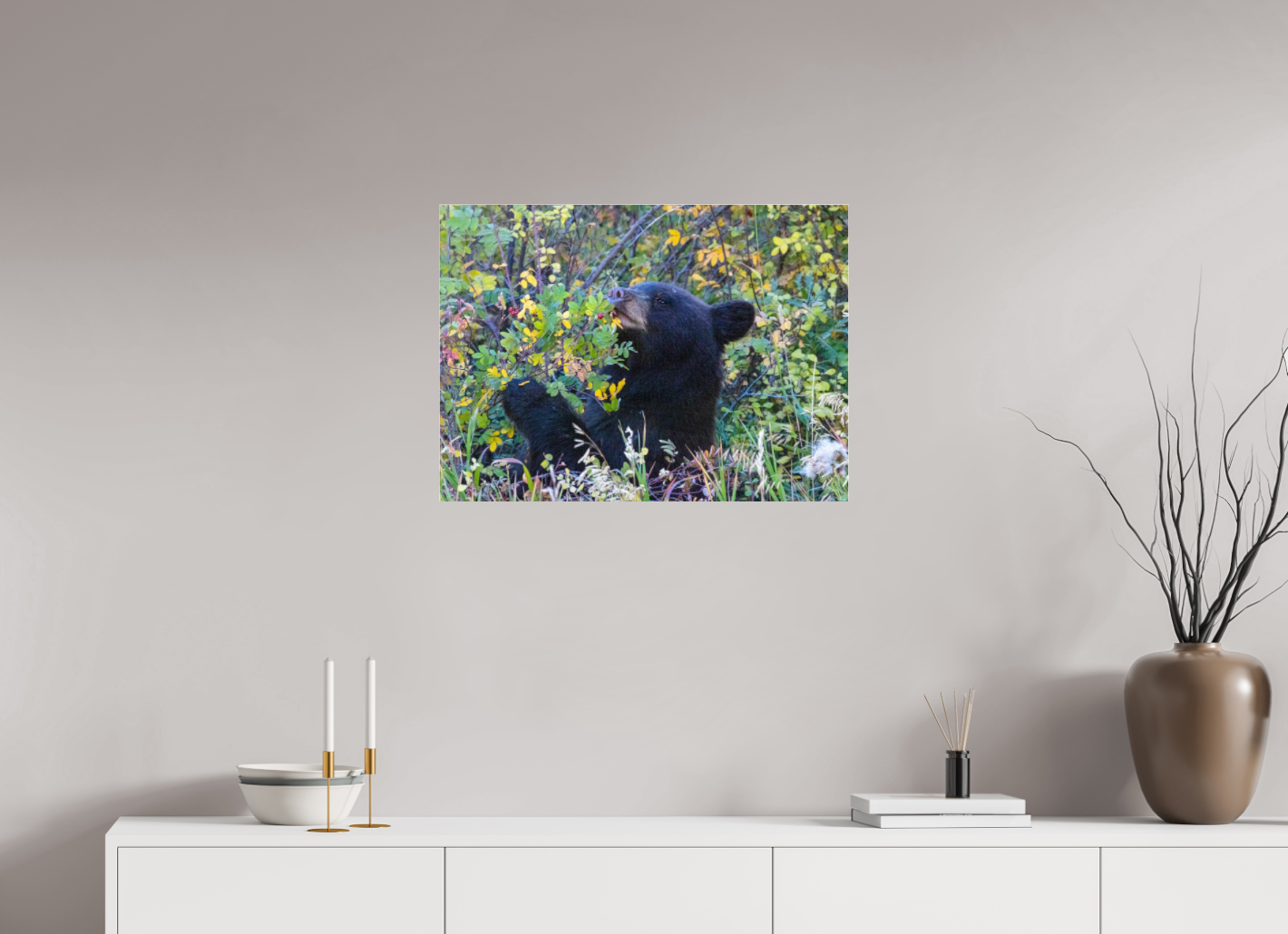 Young Black Bear