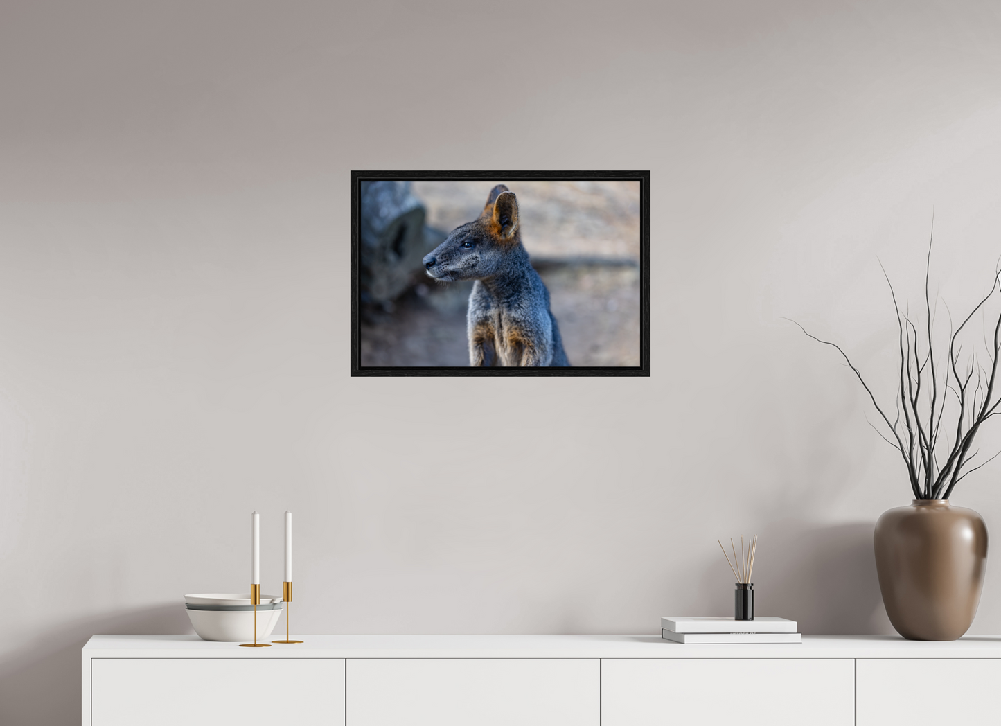 Wallaby Austraila
