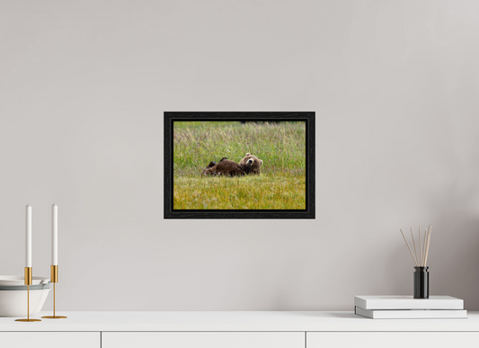Brown bear Laying down