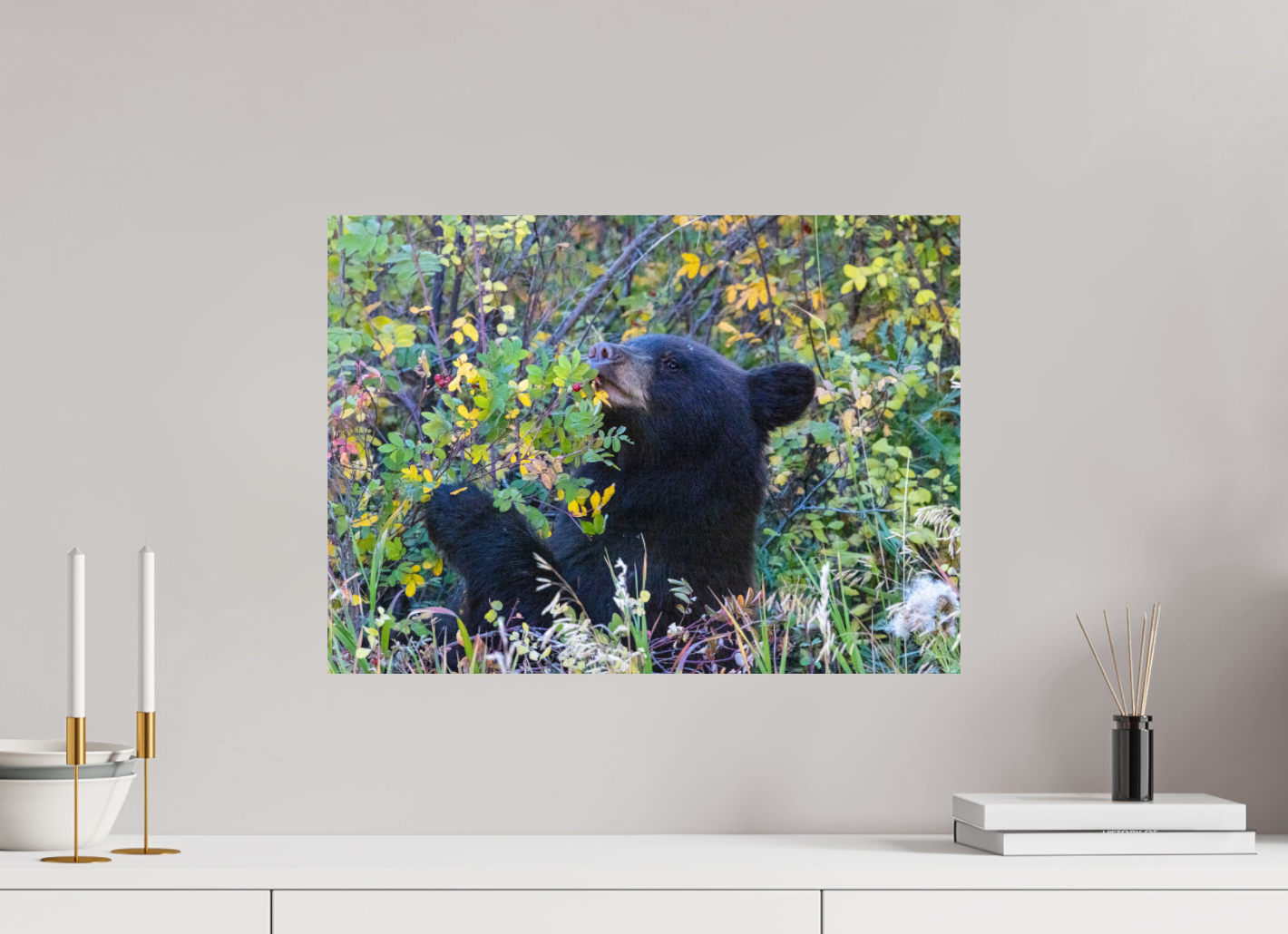 Young Black Bear