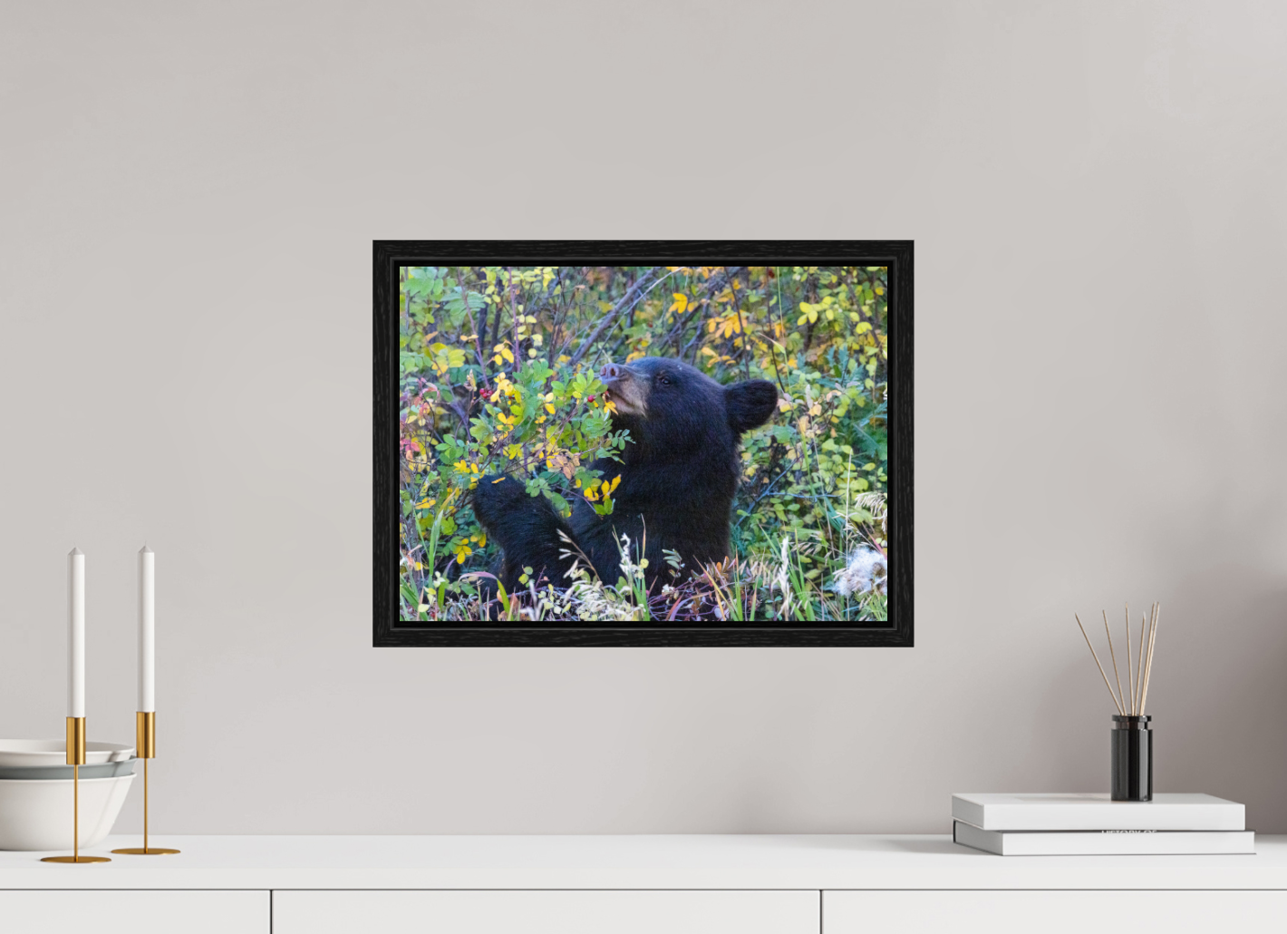 Young Black Bear