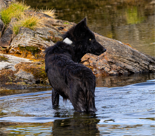 Black Wolf