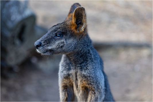 Wallaby Austraila