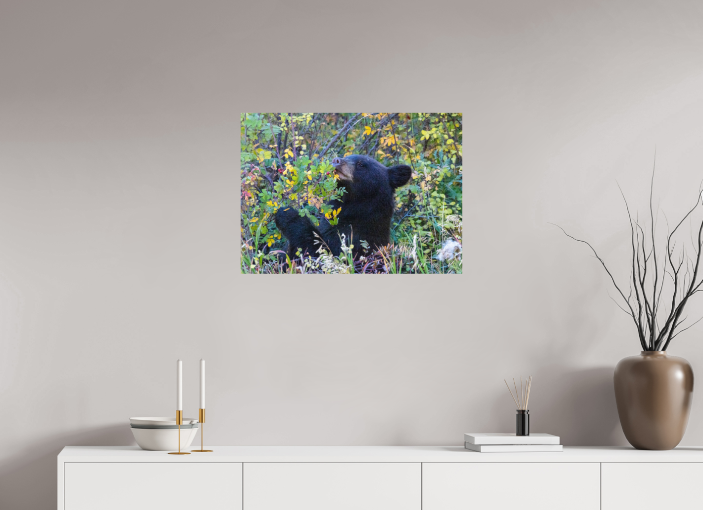 Young Black Bear