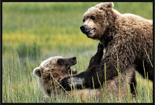 Bears Playing