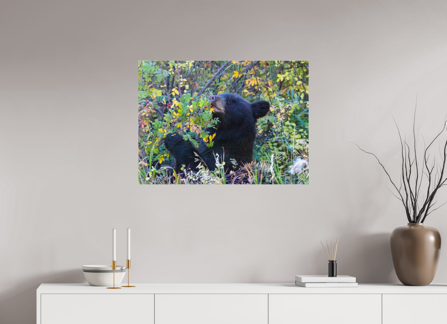 Young Black Bear