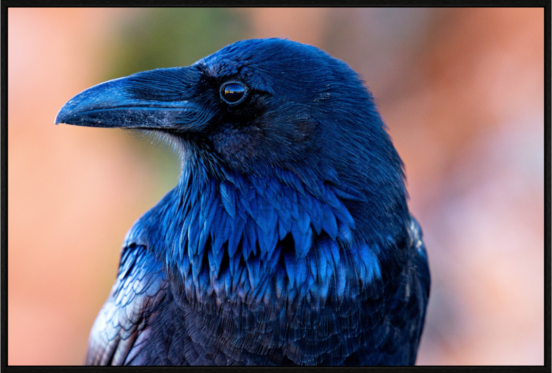 Main image Raven