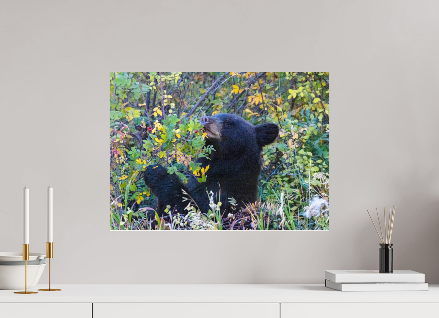 Young Black Bear