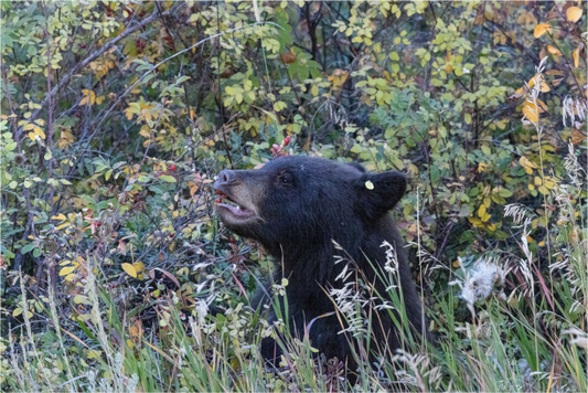 Black Bear