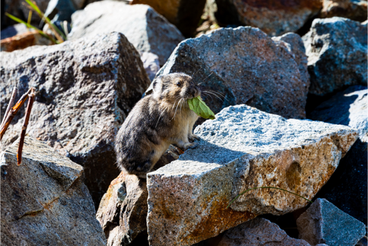 Pika