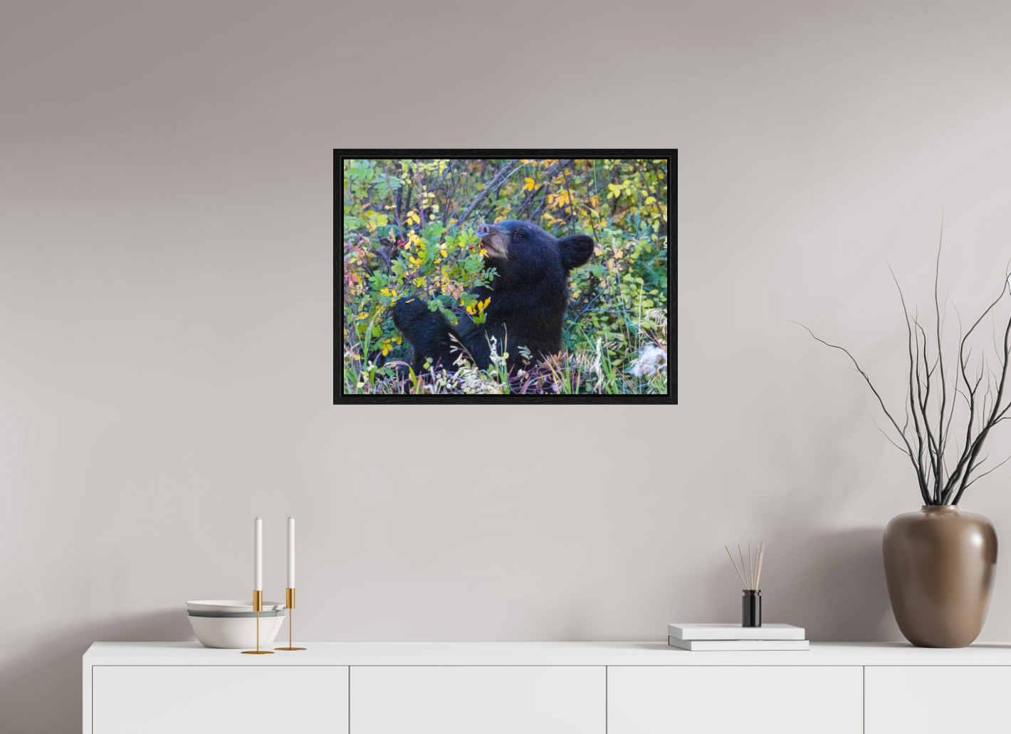 Young Black Bear