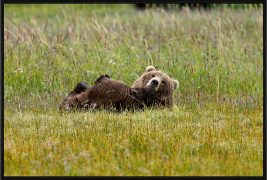 Brown bear Laying down