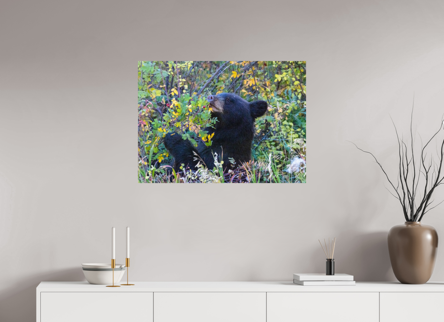 Young Black Bear