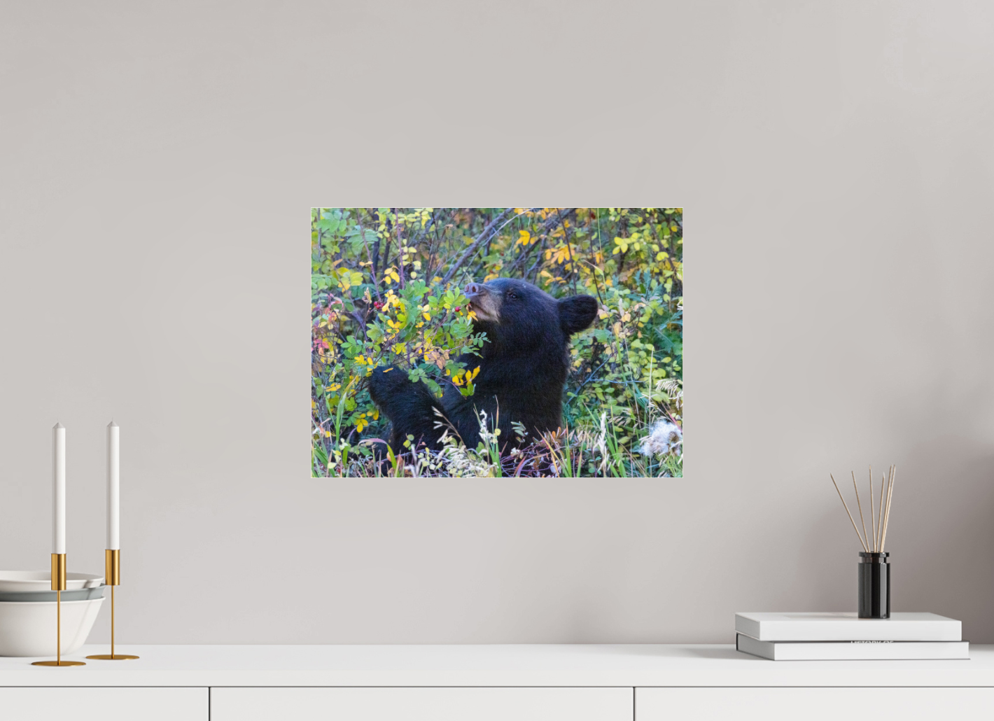 Young Black Bear