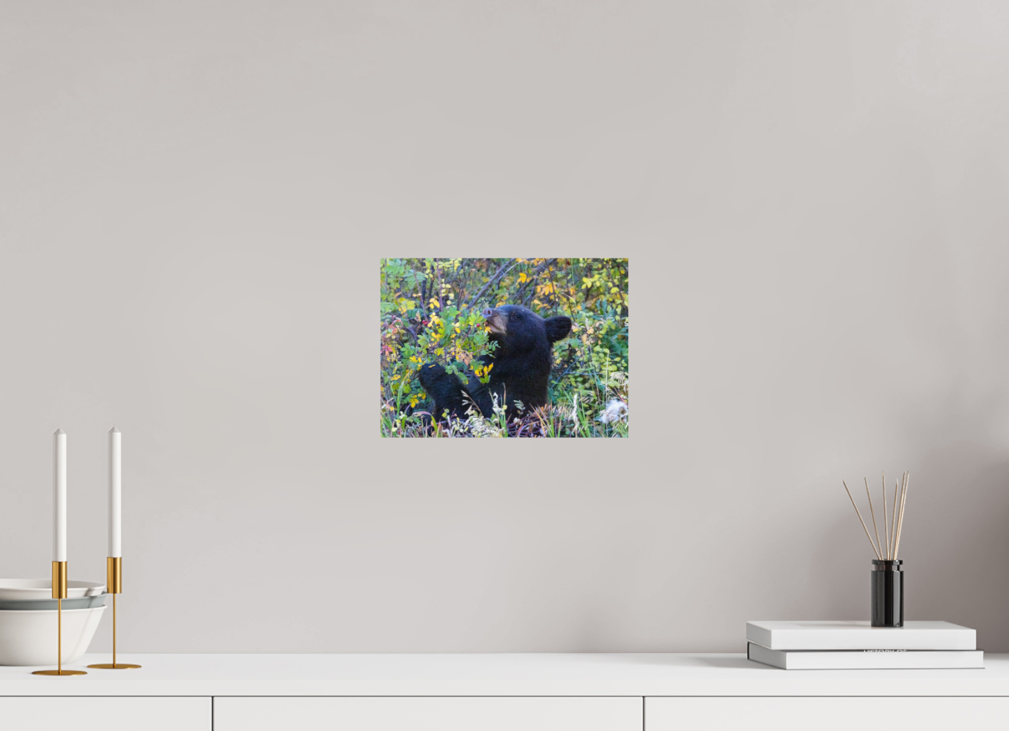 Young Black Bear
