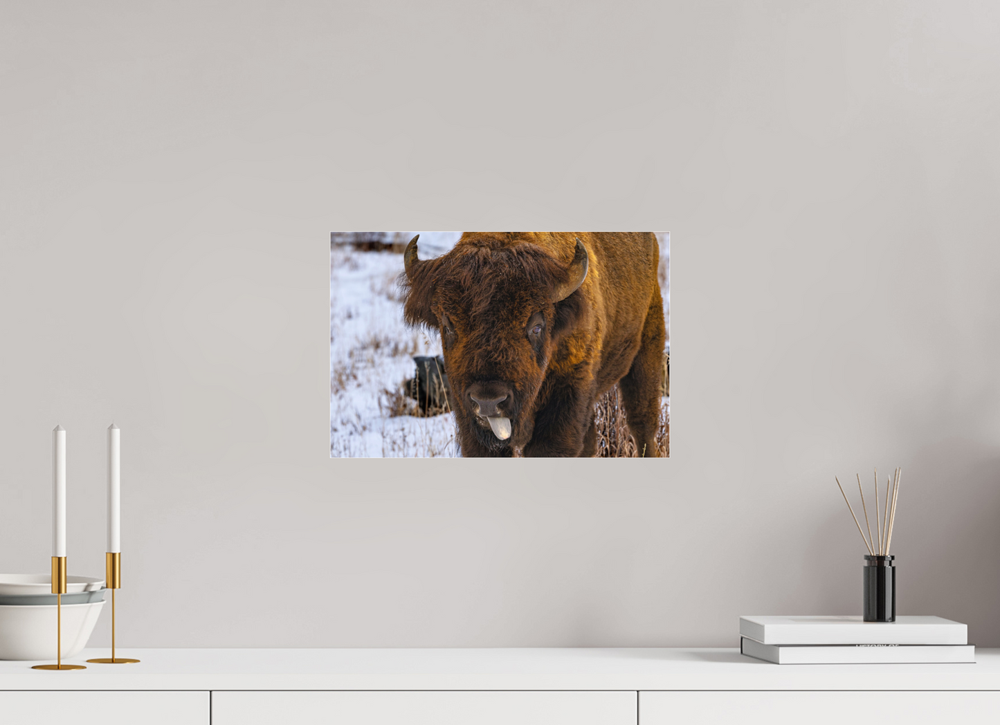 15 x 10″, Photo Print Under Acrylic Glass Bison Tongue