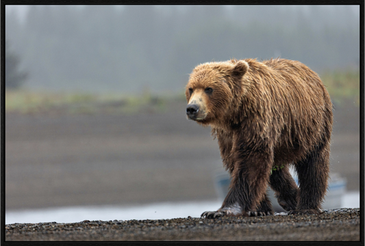 Costal Brown Bear