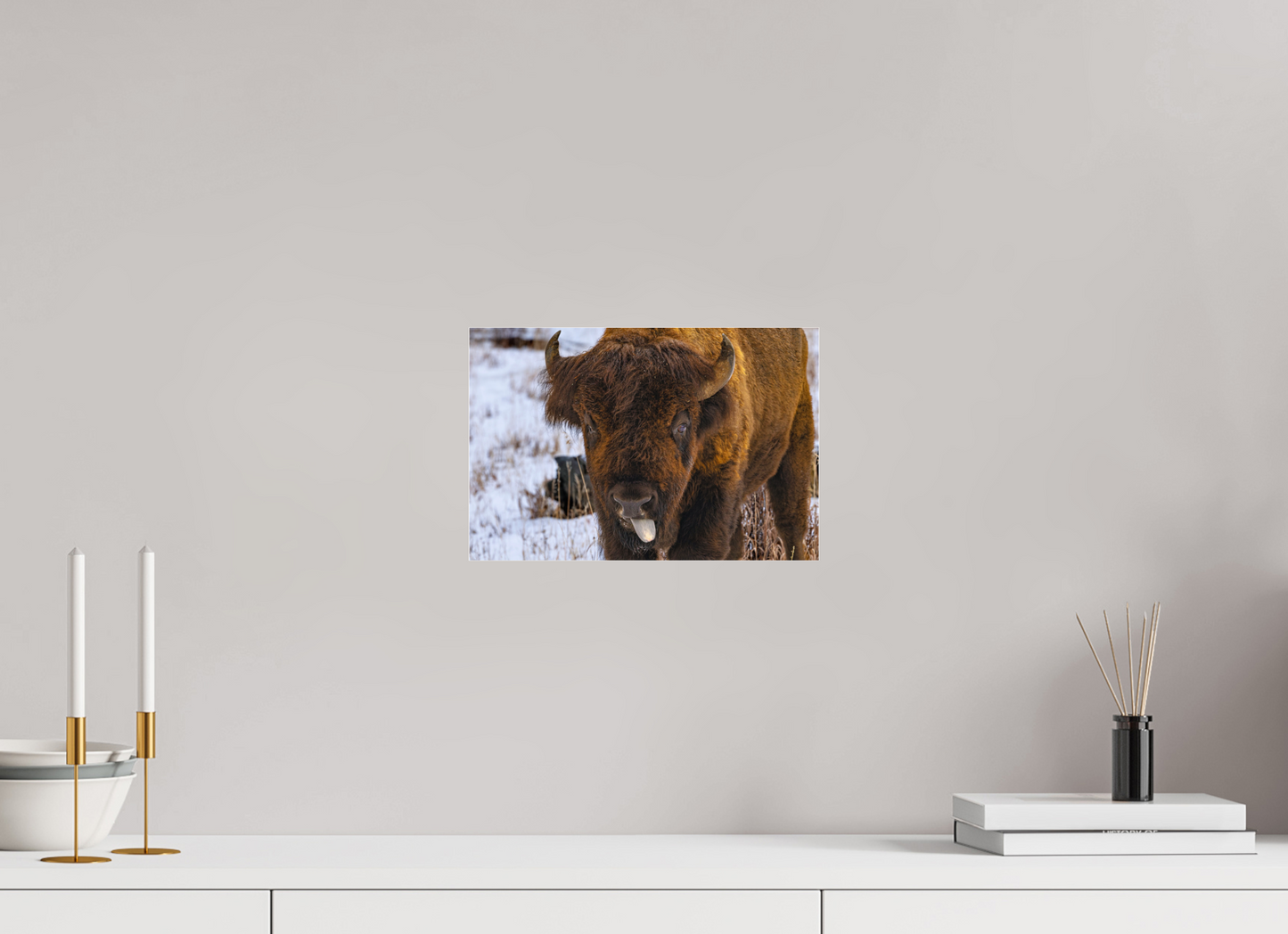 12 x 8″, Photo Print Under Acrylic Glass Bison Tongue