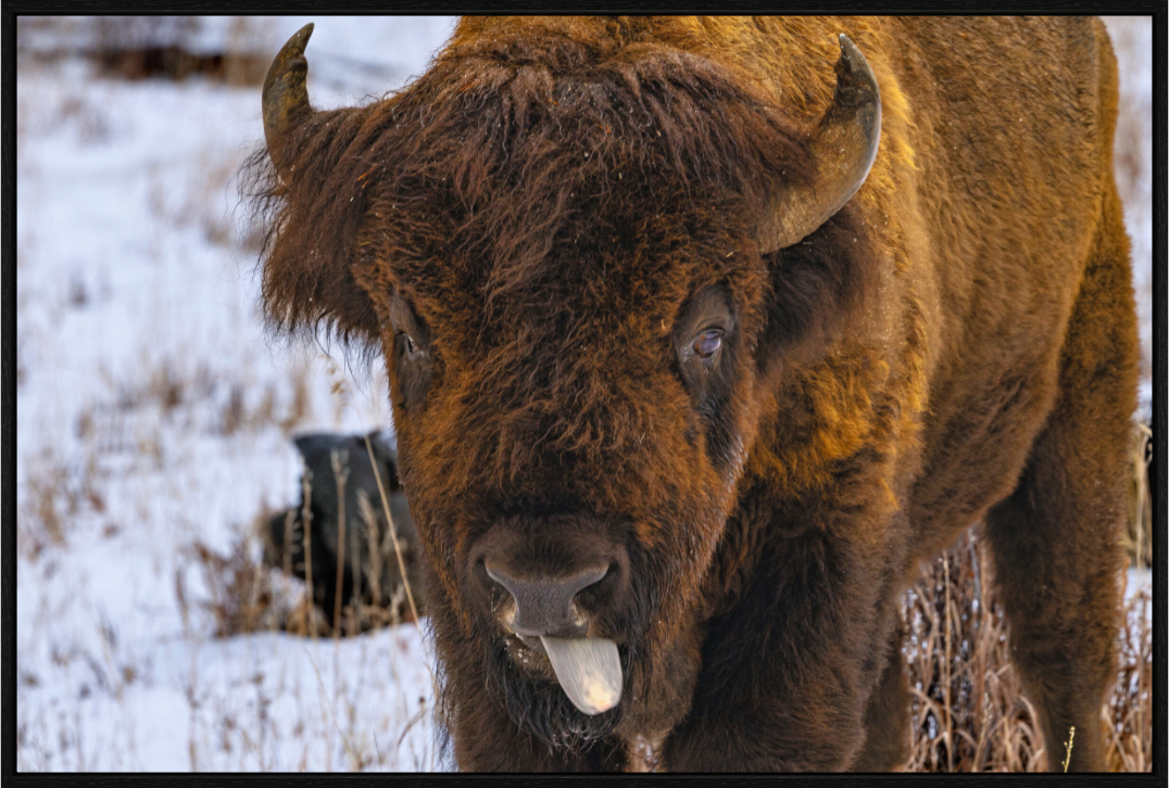 Main image Bison Tongue