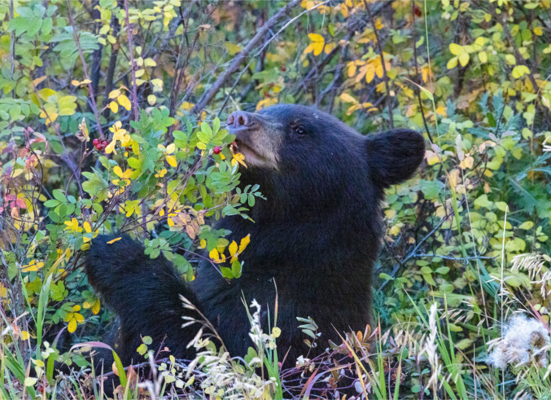 Young Black Bear