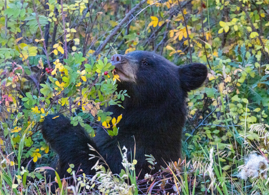 Young Black Bear