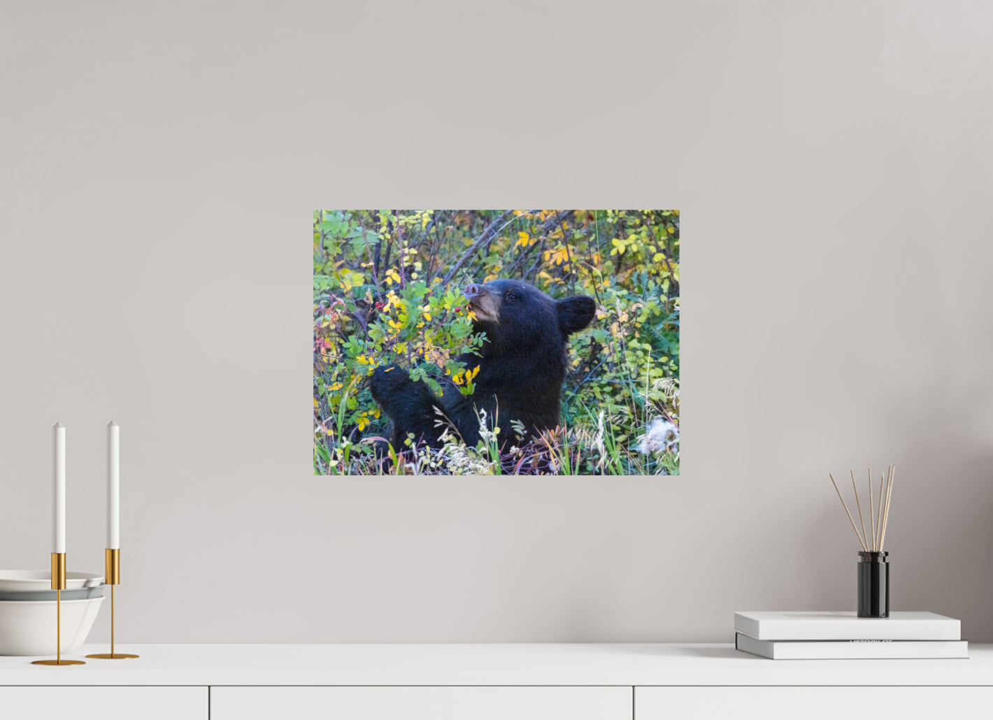 Young Black Bear